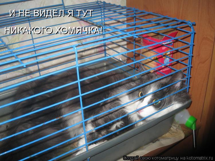 И НЕ ВИДЕЛ Я ТУТ НИКАКОГО ХОМЯЧКА!... Котоматрица: И НЕ ВИДЕЛ Я ТУТ НИКАКОГО ХОМЯЧКА!