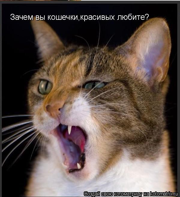 Зачем вы кошечки,красивых любите?... Котоматрица: Зачем вы кошечки,красивых любите?