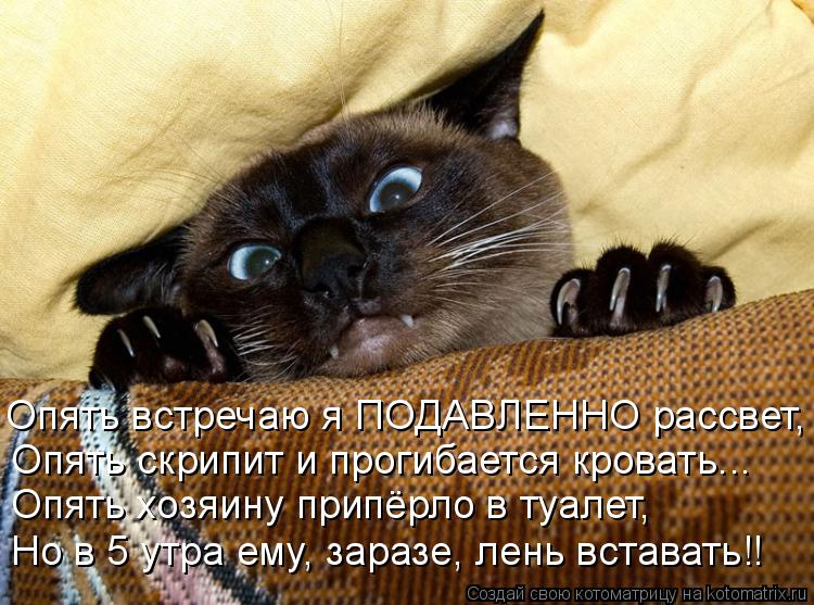 Котоматрица: Опять встречаю я ПОДАВЛЕННО рассвет, Опять скрипит и прогибается кровать... Опять хозяину припёрло в туалет, Но в 5 утра ему, заразе, лень вст