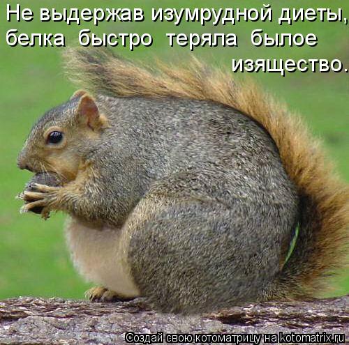 Не выдержав изумрудной диеты, белка быстро теряла былое изящество.... Котоматрица: Не выдержав изумрудной диеты, белка быстро теряла былое изящество.