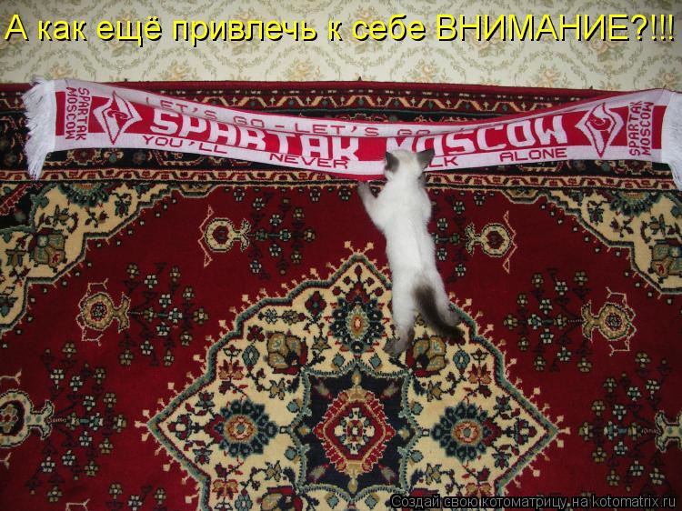 А как ещё привлечь к себе ВНИМАНИЕ?!!!... Котоматрица: А как ещё привлечь к себе ВНИМАНИЕ?!!!