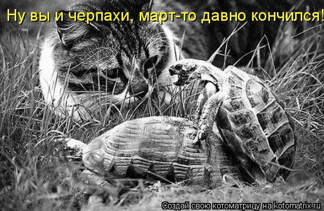 Ну вы и черпахи, март-то давно кончился!... Котоматрица: Ну вы и черпахи, март-то давно кончился!