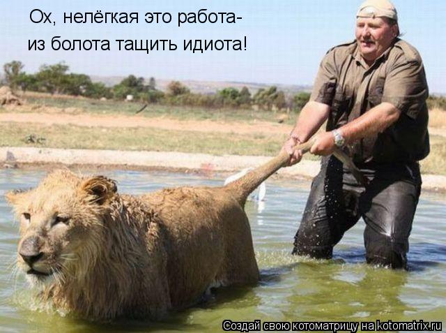 Ох, нелёгкая это работа- из болота тащить идиота!... Котоматрица: Ох, нелёгкая это работа- из болота тащить идиота!