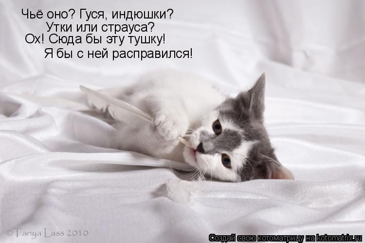 Чьё оно? Гуся, индюшки? Ох! Сюда бы эту тушку! Я бы с ней расправился! Утки или страуса?... Котоматрица: Чьё оно? Гуся, индюшки? Ох! Сюда бы эту тушку! Я бы с ней расправился! Утки или страуса?