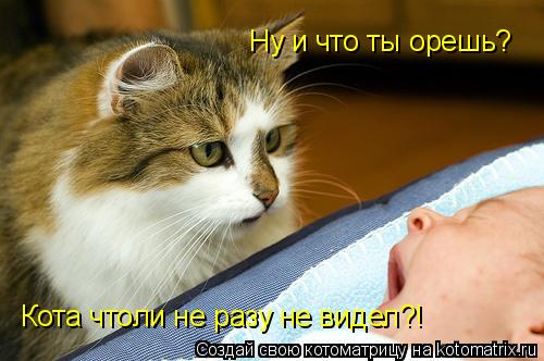Ну и что ты орешь? Кота чтоли не разу не видел?!... Котоматрица: Ну и что ты орешь? Кота чтоли не разу не видел?!