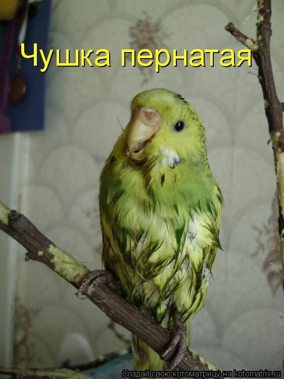 Чушка пернатая... Котоматрица: Чушка пернатая