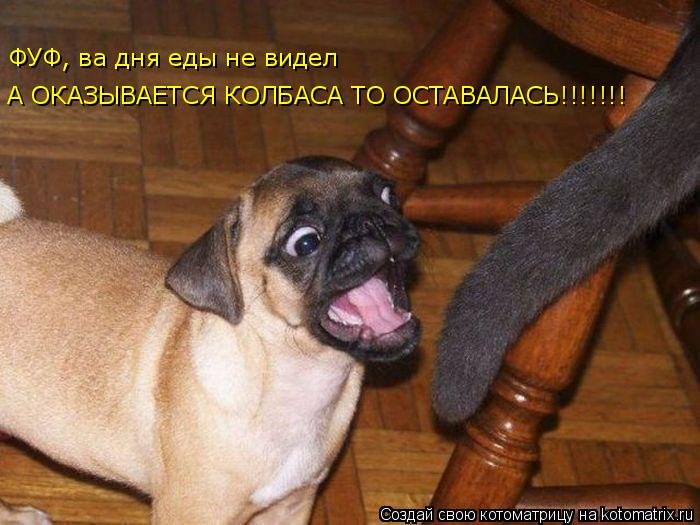 Котоматрица: ФУФ, ва дня еды не видел А ОКАЗЫВАЕТСЯ КОЛБАСА ТО ОСТАВАЛАСЬ!!!!!!!