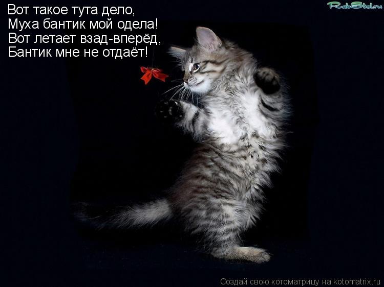 Вот такое тута дело, Муха бантик мой одела! Вот летает взад-вперёд, Бантик мне не отдаёт!... Котоматрица: Вот такое тута дело, Муха бантик мой одела! Вот летает взад-вперёд, Бантик мне не отдаёт!