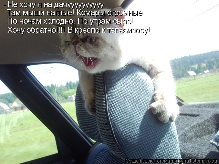 - Не хочу я на дачуууууууууу Там мыши наглые! Комары огромные! По ночам холодно! По утрам сыро! Хочу ... Котоматрица: - Не хочу я на дачуууууууууу Там мыши наглые! Комары огромные! По ночам холодно! По утрам сыро! Хочу обратно!!!! В кресло к телевизору!