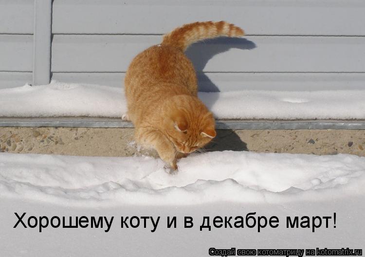 Котоматрица: Хорошему коту и в декабре март!