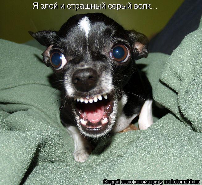 Я злой и страшный серый волк...... Котоматрица: Я злой и страшный серый волк...