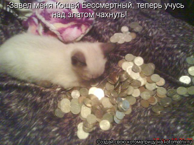Котоматрица: над златом чахнуть! -Завел меня Кощей Бессмертный, теперь учусь