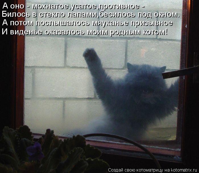 Котоматрица: А оно - мохнатое,усатое,противное - Билось в стекло лапами,бесилось под окном. А потом послышалось мяуканье призывное И виденье оказалось мо