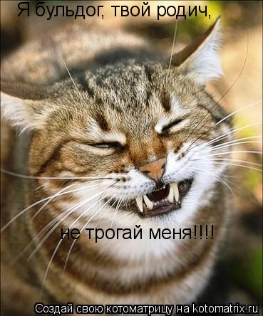 Я бульдог, твой родич, не трогай меня!!!!... Котоматрица: Я бульдог, твой родич, не трогай меня!!!!
