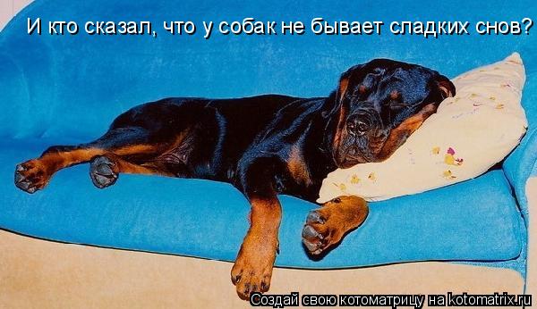 Котоматрица: И кто сказал, что у собак не бывает сладких снов?