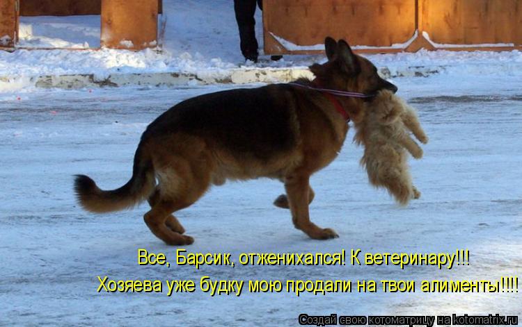 Все, Барсик, отженихался! К ветеринару!!! Хозяева уже будку мою продали на твои алименты!!!!... Котоматрица: Все, Барсик, отженихался! К ветеринару!!! Хозяева уже будку мою продали на твои алименты!!!!