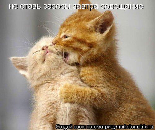 не ставь засосы завтра совещание... Котоматрица: не ставь засосы завтра совещание