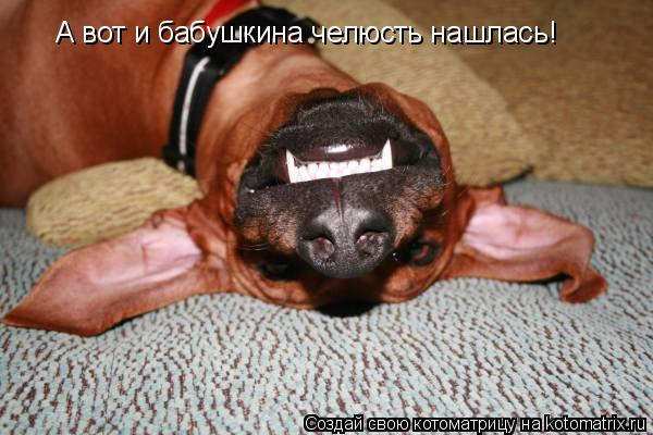 А вот и бабушкина челюсть нашлась!... Котоматрица: А вот и бабушкина челюсть нашлась!