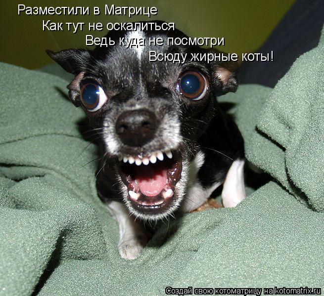 Разместили в Матрице Как тут не оскалиться Ведь куда не посмотри Всюду жирные коты!... Котоматрица: Разместили в Матрице Как тут не оскалиться Ведь куда не посмотри Всюду жирные коты!