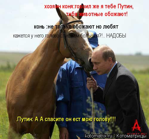 хозяин коня:говоил же я тебе Путин, тебя животные обожают! конь :не только обожают но любят ... Котоматрица: хозяин коня:говоил же я тебе Путин, тебя животные обожают! конь :не только обожают но любят кажется у него голова слишком большая?!.. НАД