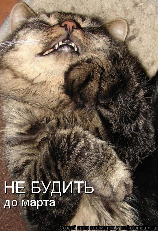 НЕ БУДИТЬ до марта... Котоматрица: НЕ БУДИТЬ до марта