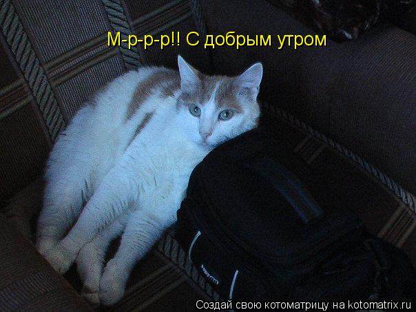 Котоматрица: М-р-р-р!! С добрым утром