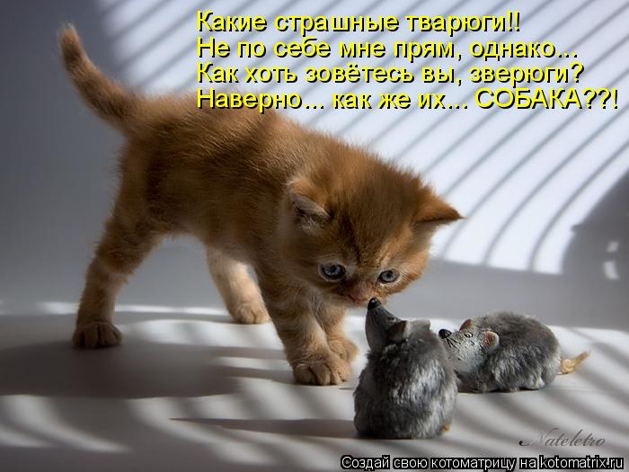 Какие страшные тварюги!! Не по себе мне прям, однако... Как хоть зовётесь вы, зверюги? Наверно... как... Котоматрица: Какие страшные тварюги!! Не по себе мне прям, однако... Как хоть зовётесь вы, зверюги? Наверно... как же их... СОБАКА??!