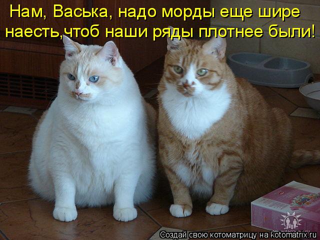 Нам, Васька, надо морды еще шире наесть,чтоб наши ряды плотнее были!... Котоматрица: Нам, Васька, надо морды еще шире наесть,чтоб наши ряды плотнее были!