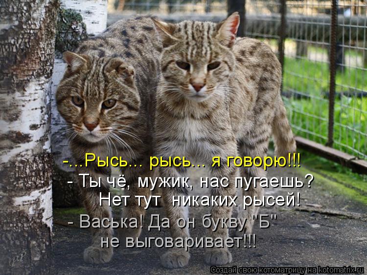 -...Рысь... рысь... я говорю!!! - Ты чё, мужик, нас пугаешь? Нет тут никаких рысей! - Васька! Да ... Котоматрица: -...Рысь... рысь... я говорю!!! - Ты чё, мужик, нас пугаешь? Нет тут никаких рысей! - Васька! Да он букву "Б" не выговаривает!!!