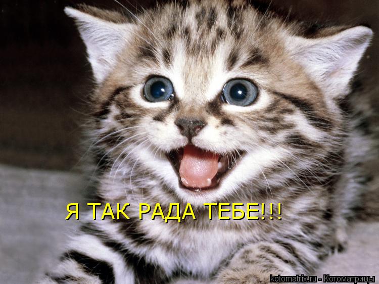 Я ТАК РАДА ТЕБЕ!!!... Котоматрица: Я ТАК РАДА ТЕБЕ!!!