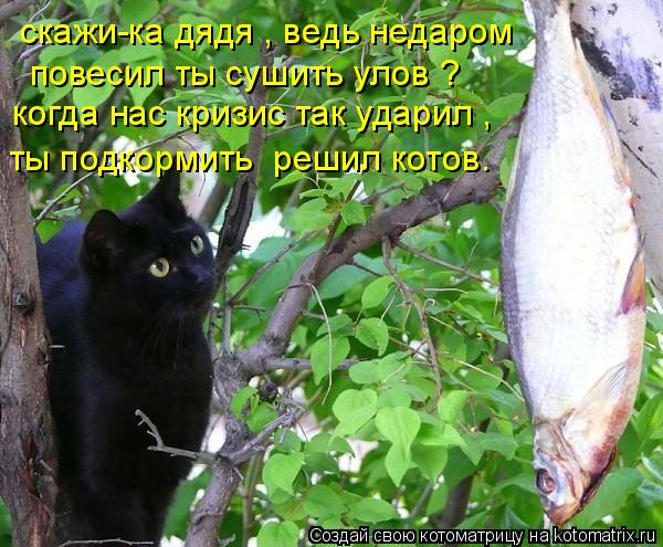 Котоматрица: скажи-ка дядя , ведь недаром повесил ты сушить улов ? когда нас кризис так ударил , ты подкормить  решил котов.
