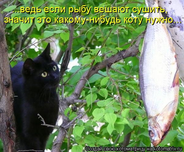 ...ведь если рыбу вешают сушить, значит это какому-нибудь коту нужно...... Котоматрица: ...ведь если рыбу вешают сушить, значит это какому-нибудь коту нужно...