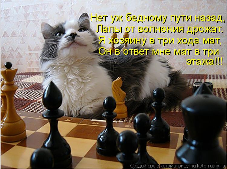 этажа!!! Он в ответ мне мат в три Я хозяину в три хода мат, Лапы от волнения дрожат. Нет уж бедному п... Котоматрица: этажа!!! Он в ответ мне мат в три Я хозяину в три хода мат, Лапы от волнения дрожат. Нет уж бедному пути назад,