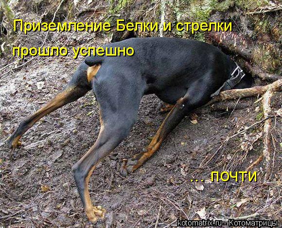Приземление Белки и стрелки прошло успешно ... почти... Котоматрица: Приземление Белки и стрелки прошло успешно ... почти