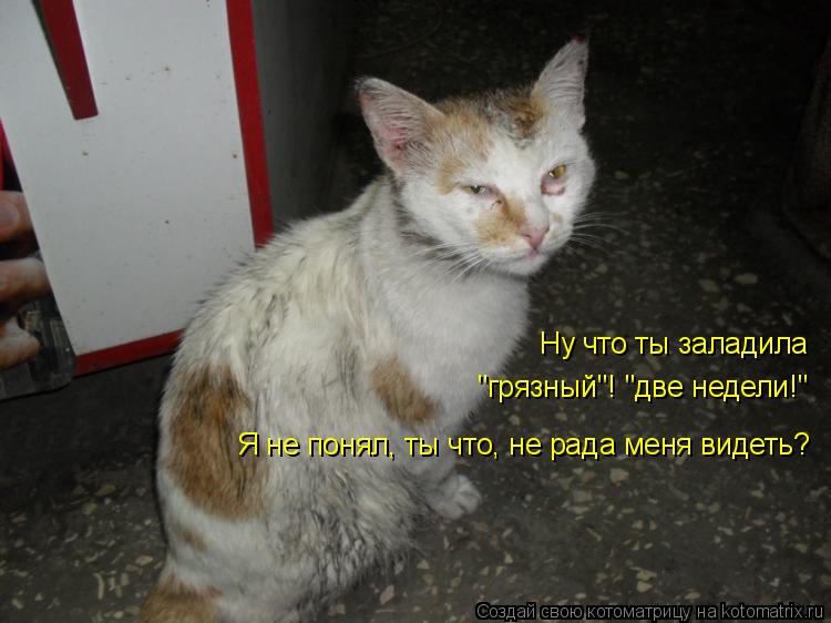 Котоматрица: Ну что ты заладила "грязный"! "две недели!" Я не понял, ты что, не рада меня видеть?