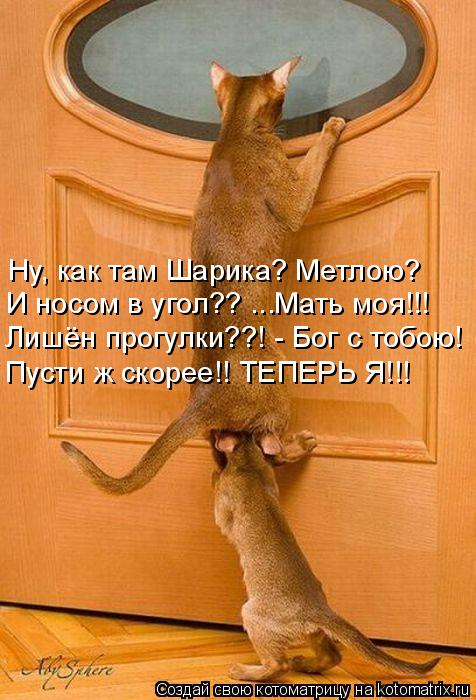 Ну, как там Шарика? Метлою? И носом в угол?? ...Мать моя!!! Лишён прогулки??! - Бог с тобою! Пусти ж ... Котоматрица: Ну, как там Шарика? Метлою? И носом в угол?? ...Мать моя!!! Лишён прогулки??! - Бог с тобою! Пусти ж скорее!! ТЕПЕРЬ Я!!!