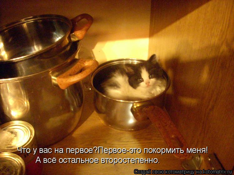 Что у вас на первое?Первое-это покормить меня! А всё остальное второстепенно.... Котоматрица: Что у вас на первое?Первое-это покормить меня! А всё остальное второстепенно.