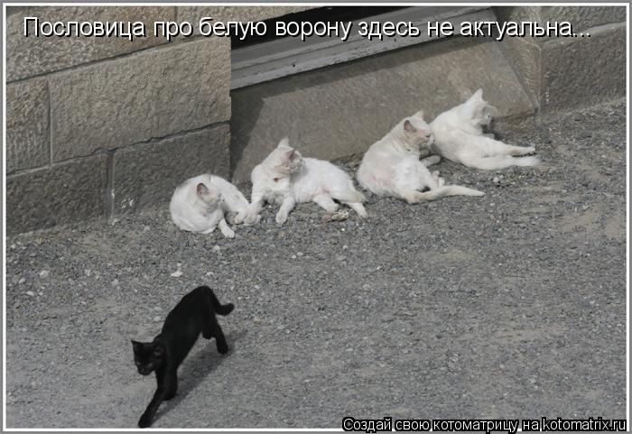 Пословица о белой вороне Пословица о белой вороне