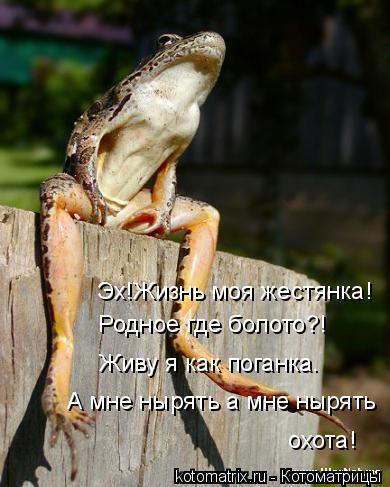 Эх!Жизнь моя жестянка! Родное где болото?! Живу я как поганка. А мне нырять а мне нырять охота!... Котоматрица: Эх!Жизнь моя жестянка! Родное где болото?! Живу я как поганка. А мне нырять а мне нырять охота!