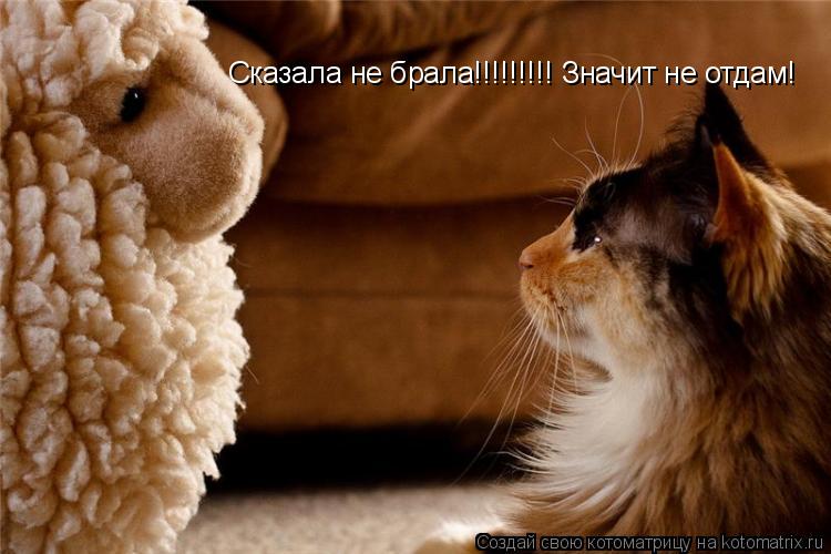 Сказала не брала!!!!!!!!! Значит не отдам!... Котоматрица: Сказала не брала!!!!!!!!! Значит не отдам!