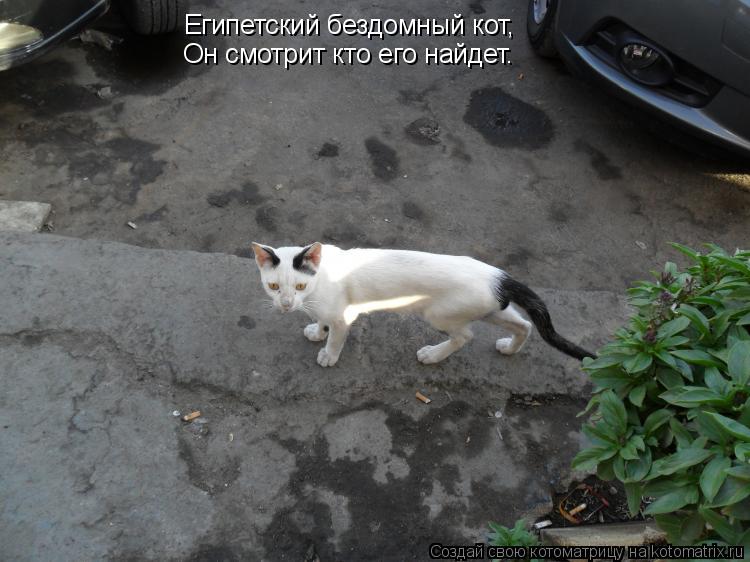 Египетский бездомный кот, Он смотрит кто его найдет.... Котоматрица: Египетский бездомный кот, Он смотрит кто его найдет.