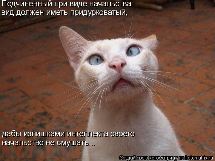 Подчиненный при виде начальства вид должен иметь придурковатый, дабы излишками интеллекта своего нача... Котоматрица: Подчиненный при виде начальства вид должен иметь придурковатый, дабы излишками интеллекта своего начальство не смущать...