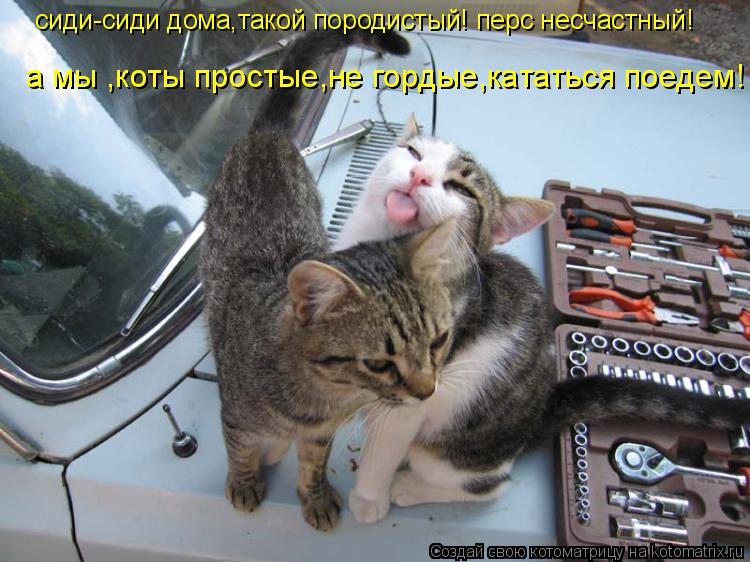 сиди-сиди дома,такой породистый! перс несчастный! а мы ,коты простые,не гордые,кататься поедем! ! !... Котоматрица: сиди-сиди дома,такой породистый! перс несчастный! а мы ,коты простые,не гордые,кататься поедем! ! !