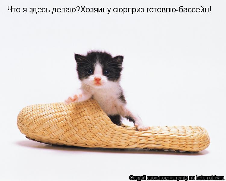 Котоматрица: Что я здесь делаю?Хозяину сюрприз готовлю-бассейн!