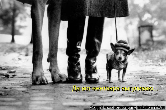 Да вот-кентавра выгуливаю...... Котоматрица: Да вот-кентавра выгуливаю...