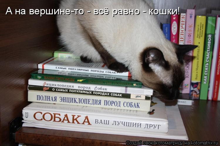 Котоматрица: А на вершине-то - всё равно - кошки!