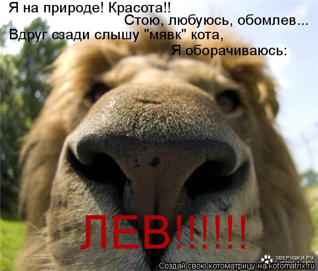 ЛЕВ!!!!!! Я на природе! Красота!! Стою, любуюсь, обомлев... Вдруг сзади слышу "мявк" кота, Я оборачив... Котоматрица: ЛЕВ!!!!!! Я на природе! Красота!! Стою, любуюсь, обомлев... Вдруг сзади слышу "мявк" кота, Я оборачиваюсь: