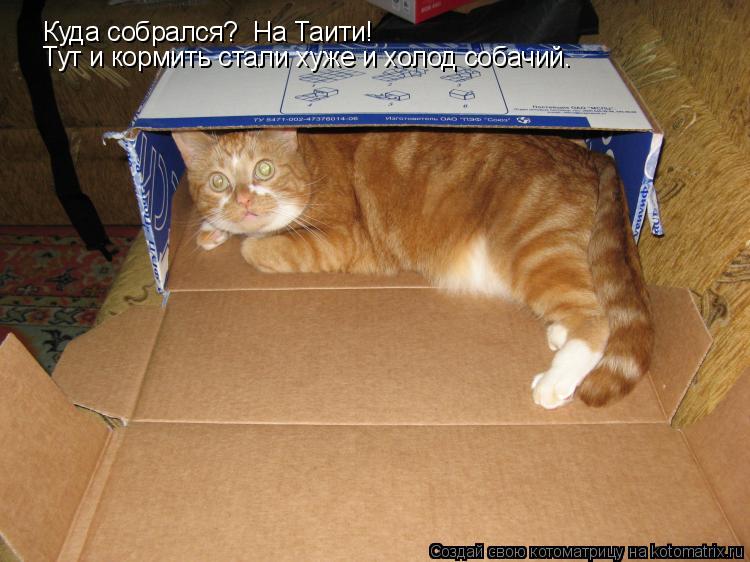 Куда собрался? На Таити! Тут и кормить стали хуже и холод собачий.... Котоматрица: Куда собрался? На Таити! Тут и кормить стали хуже и холод собачий.
