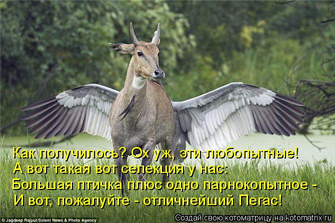 И вот, пожалуйте - отличнейший Пегас! А вот такая вот селекция у нас: Как получилось? Ох уж, эти любо... Котоматрица: И вот, пожалуйте - отличнейший Пегас! А вот такая вот селекция у нас: Как получилось? Ох уж, эти любопытные! Большая птичка плюс одно парнокоп