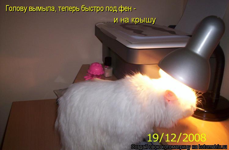 Голову вымыла, теперь быстро под фен - и на крышу... Котоматрица: Голову вымыла, теперь быстро под фен - и на крышу
